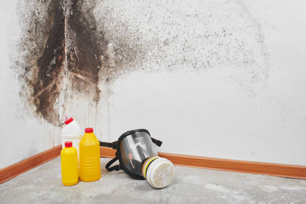 Best Fast Mold Removal  in Memphis, TX
