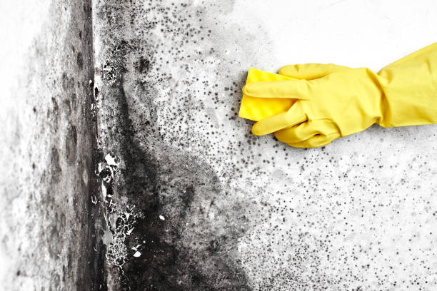 Best Attic Mold Removal  in Memphis, TX