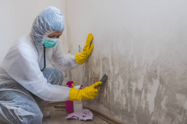 Best Black Mold Removal  in Memphis, TX