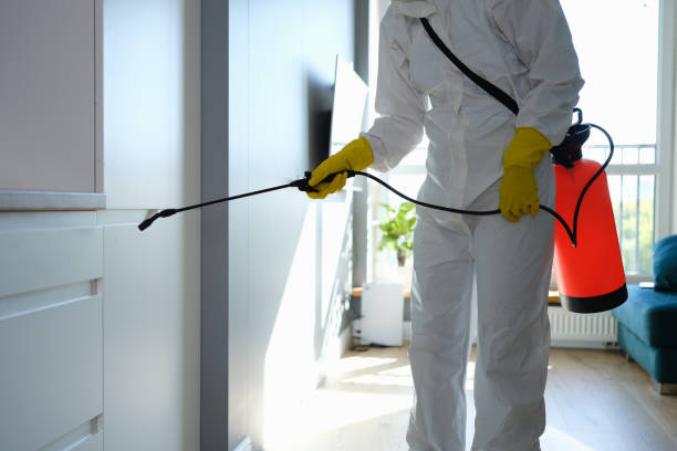 Best Attic Mold Removal  in Memphis, TX