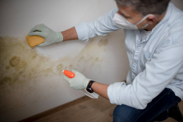 Best Residential Mold Removal  in Memphis, TX