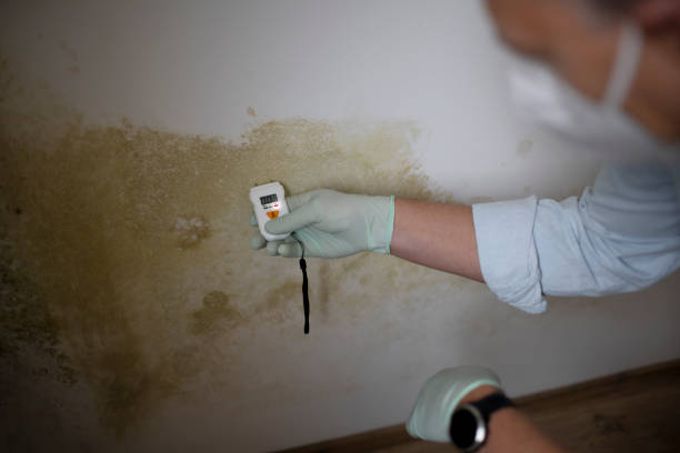 Best Affordable Mold Removal  in Memphis, TX