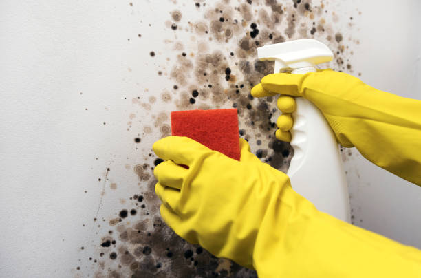 Best Crawl Space Mold Removal  in Memphis, TX