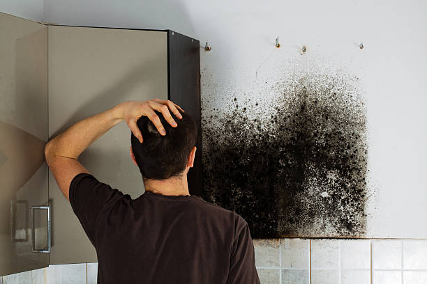 Best Professional Mold Removal  in Memphis, TX