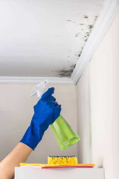 Best Same-Day Mold Removal  in Memphis, TX